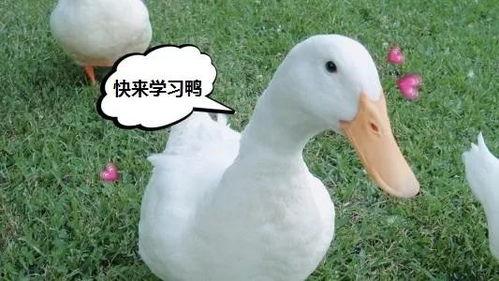 娱乐吃瓜鸭鸭鸭,鸭鸭鸭带你领略娱乐圈风云变幻