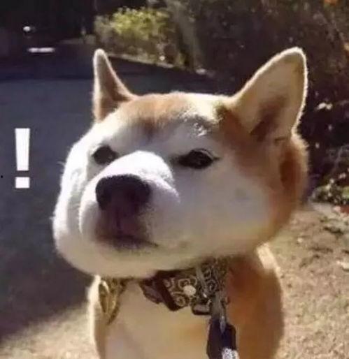 娱乐吃瓜君傻狗日常,傻狗日常的欢乐盛宴