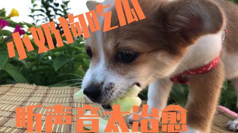 娱乐吃瓜酱狗狗,揭秘娱乐圈的萌宠生活