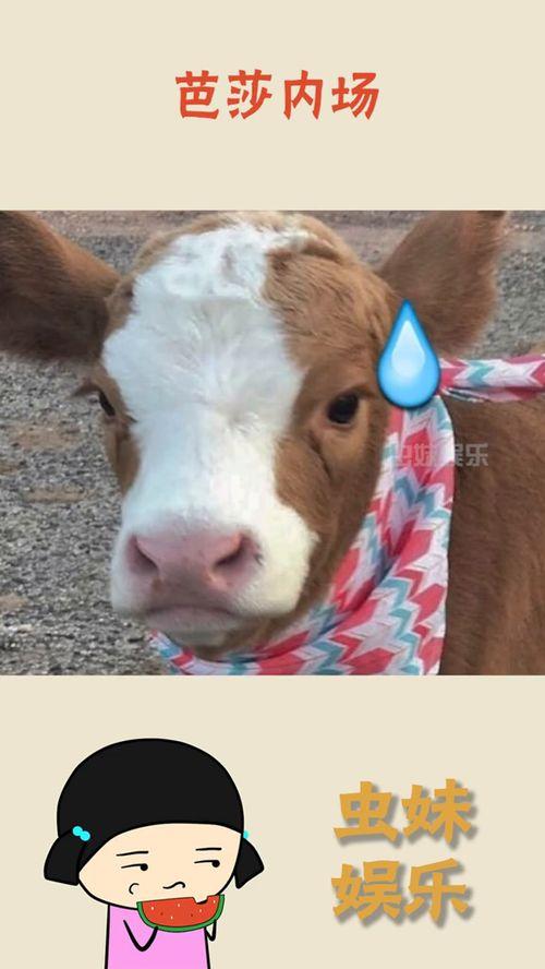 娱乐吃瓜酱狗狗,揭秘娱乐圈的萌宠生活