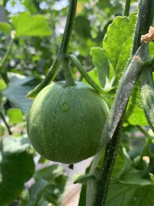 可以吃瓜娱乐圈,揭秘明星幕后故事